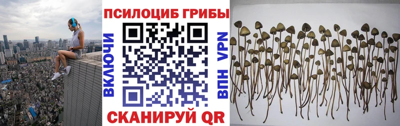 Псилоцибиновые грибы Psilocybe  наркотики  Берёзовка 